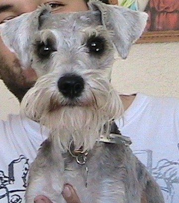 hermosa perrita de 1 año 4 meses color plata en busca de un galan igual de lindo. hermosa perrita de 1 año 4 meses color plata en busca de un galan igual de lindo.